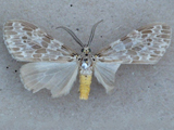 Galtara doriae